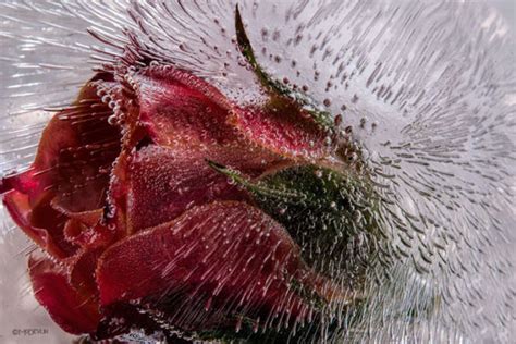 The impeccable frozen flower photography | DeMilked