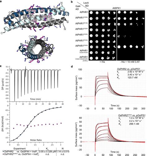 PDF Inositol Pyrophosphates Promote The Interaction Of SPX Domains