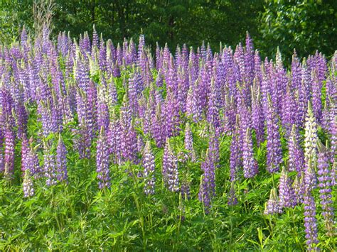 Lupin Flowers in Maine