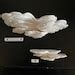 Ostrea Fungus Wall Shelf Piece Set Large And Small Etsy