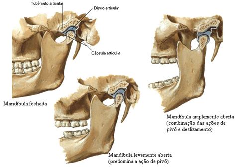 Articulaci N Oreja Mand Bula Sistemas Aula De Anatomia