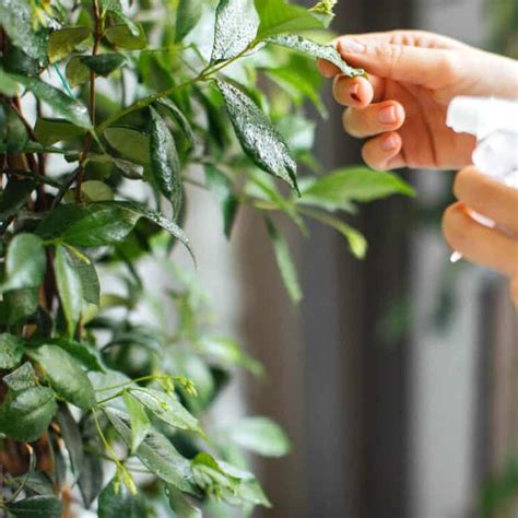 How To Care For Your Houseplants During Winter Diy And Fun