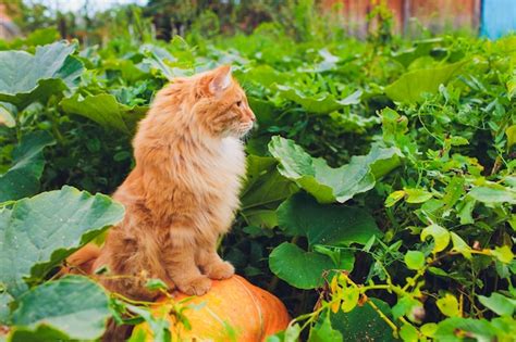 Gato De Ojos Verdes Rojo Que Descansa Sobre La Hierba Verde Foto Premium