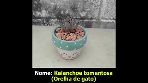 Nome De Suculentas Identificação De Espécie Kalanchoe Tomentosa Orelha De Gato Shorts Youtube