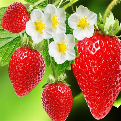 Nasiona Truskawka Deserowa Strawberry Afr