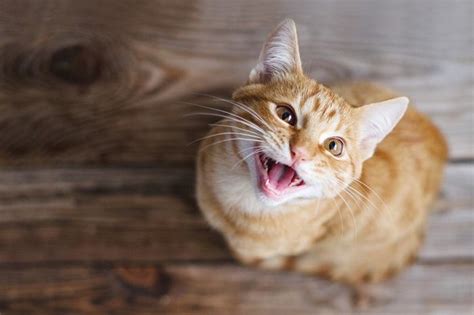 Por Qu Los Gatos Gritan Cuando Se Aparean Mininos Es