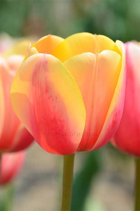 チューリップ マリット｜tulip Marit｜花の手帖のチューリップ図鑑