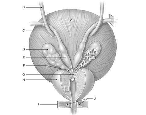 bladder Diagram | Quizlet