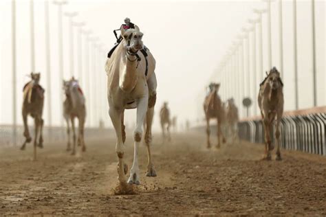 History of Camel Racing – CRWF – Camel Racing World Federation