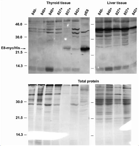 Western Blot Of Mouse Tissue Proteins Detected Flip Myc His