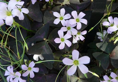 Cómo cuidar de la planta mariposa