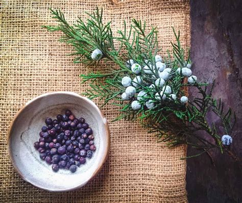 Foraging Juniper Berries for Food and Medicine • Air Gun Maniac