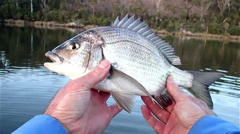 Scamander River Winter Bream Bonanza August 2022 Pt 2 Youtube