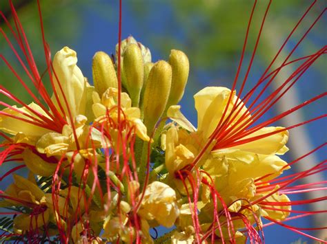 Mexican Bird Of Paradise Birds Of Paradise Flowers Plants