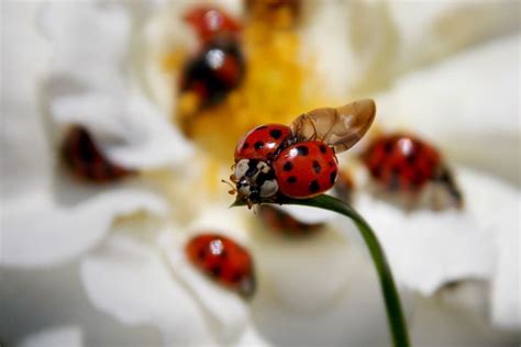 Why Is There A Lot Of Ladybugs In My House Stopping Ladybug Swarms