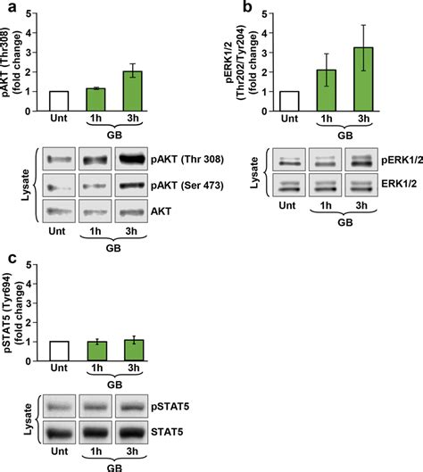 Gb Elicited Phosphorylation Of Both Akt And Mapk Erk Kinases In Pre B