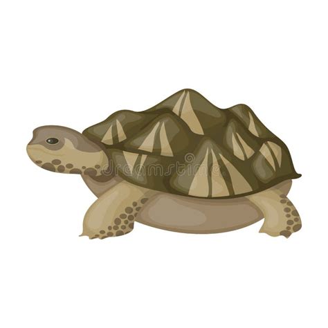 Sea Turtle Vector Icon Cartoon Vector Icon Isolated On White Background