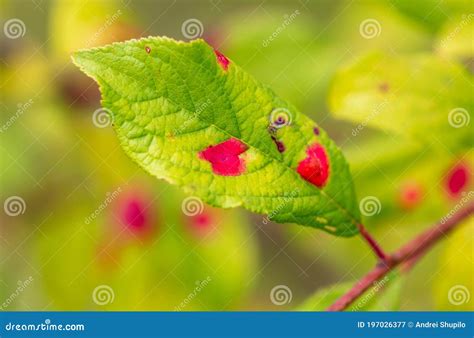 Manchas Rojas En Las Hojas Verdes De La Planta Imagen De Archivo