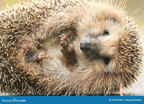 Hedgehog Close Up Stock Photo Image Of Outdoors Garden 57076848