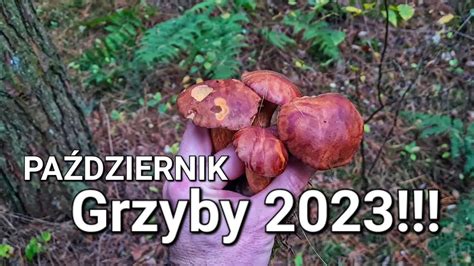 GRZYBY W PAŹDZIERNIKU 2023 Grzybobranie YouTube