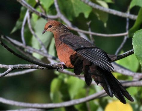 philippine cuckoo dove birdforum opus birdforum