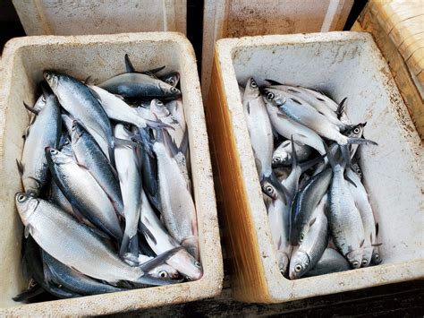 Mining Town Fisherfolks Yield 7k Kilos Of Bangus On Christmas Week