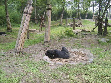 idaianimals: The Moon Bear Rescue Centre China