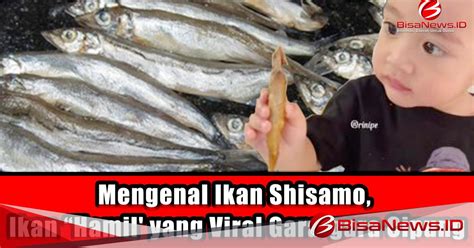 Mengenal Ikan Shisamo Ikan Hamil Yang Viral Gara Gara Cipung