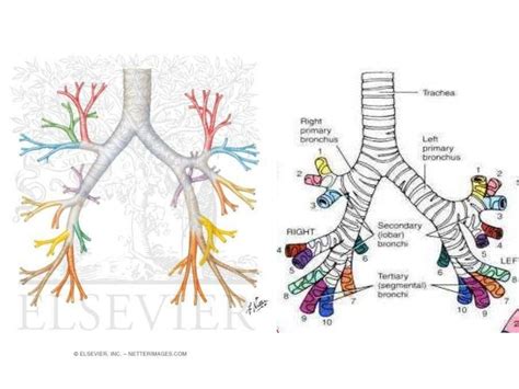 Bronchopulmonary segments