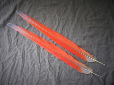 Scarlet Macaw Tail Feathers for sale | Beautiful Red |Macaw Nutz!