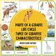 Giraffe Life Cycle And Parts Of A Giraffe Montessori By Montessori Nature