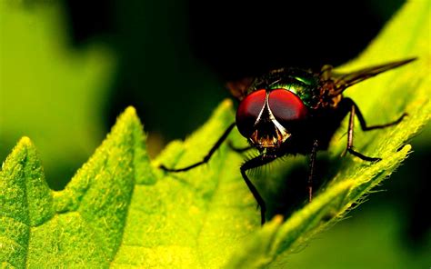 Fondos de pantalla naturaleza fotografía insecto verde amarillo