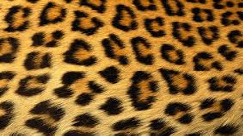 Large Cheetah Fur Wallpaper Cheetah Wallpaper 37801731 Fanpop