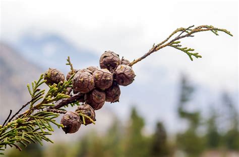 Gymnosperm - Conifers, Cycads, Gnetophytes | Britannica