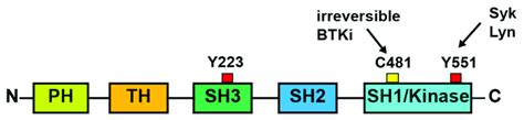 Schematic Representation Of The Domain Structure Of Btk Ph Pleckstrin