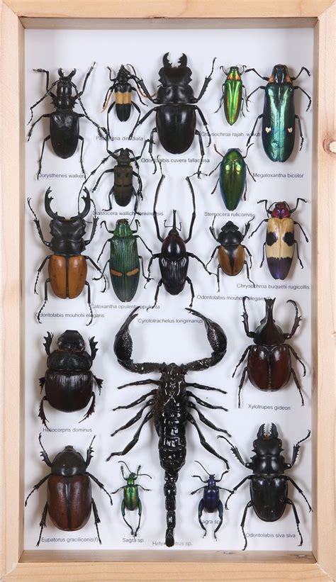 Entomology Insect Display In Framed Beetle Collection Taxidermy