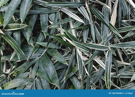 Close Up of Sasa Palmata Bamboo Leaves in Garden Stock Photo - Image of ...