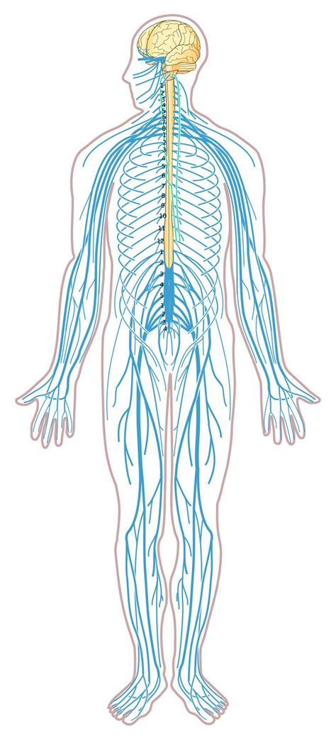 Blank Anatomy And Physiology Nervous System Handout Diagrams