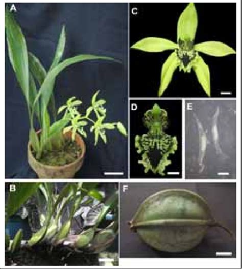 Morphology Of The Black Orchid A A Plant With Flower B Plant At The