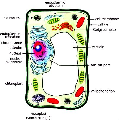 Draw a diagram of typical cell and label the following parts in it.Cell ...