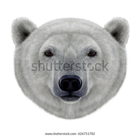 Polar Bear Head Illustration On White Stock Illustration 626751782