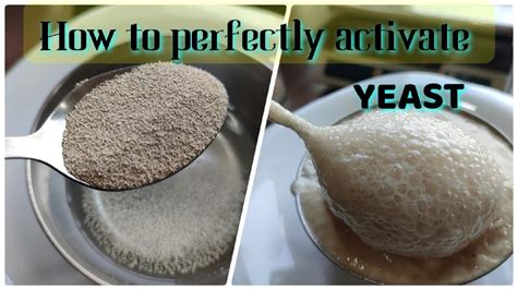 Right Way To Activate Dry Yeast ☑️ How To Activate Dry Yeast Properly Yeast For Bread Dough