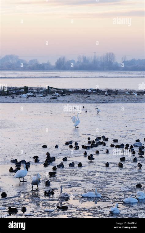 Welney Wildfowl And Wetlands Trust Ouse Washes Norfolk England UK