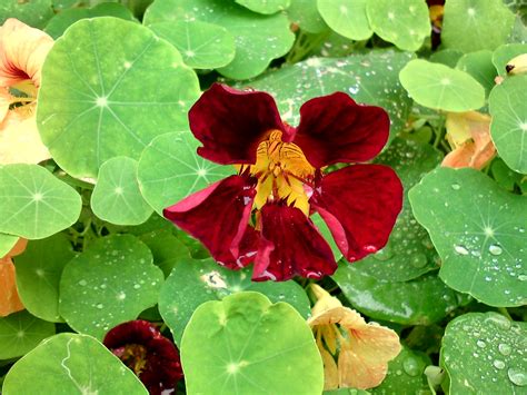 Tropaeolum Majus Nanum Nasturtium Grigoris Deoudis Flickr