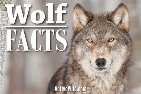 10 Interesting Facts About Wolf