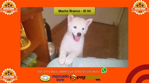 28 SHIBA INU NINHADAS FEV 2017 BRA MAZZINI KENNEL YouTube