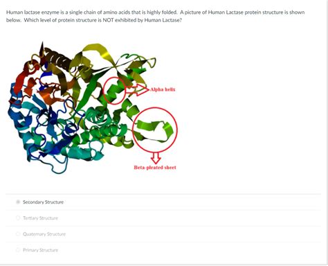 Lactase Enzyme Structure