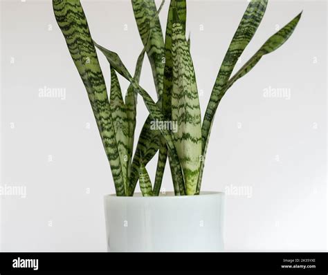 Dracaena zeylanica Fotos und Bildmaterial in hoher Auflösung Alamy