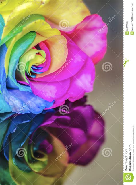 Rainbow Flower with Reflection Stock Image - Image of perfumed, multi: 35825655