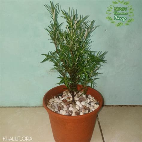 Jual Tanaman Rosemary Tanaman Pengusir Nyamuk Tanaman Bunga Rosemary